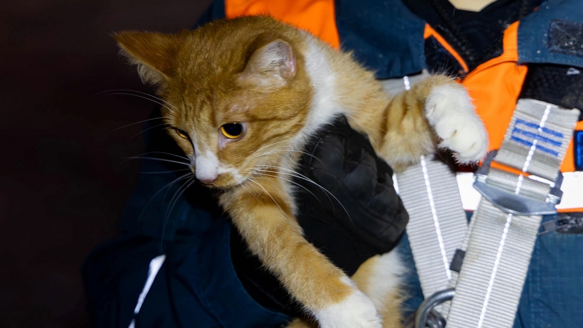 Фото: vk.com/salusryazgmu62