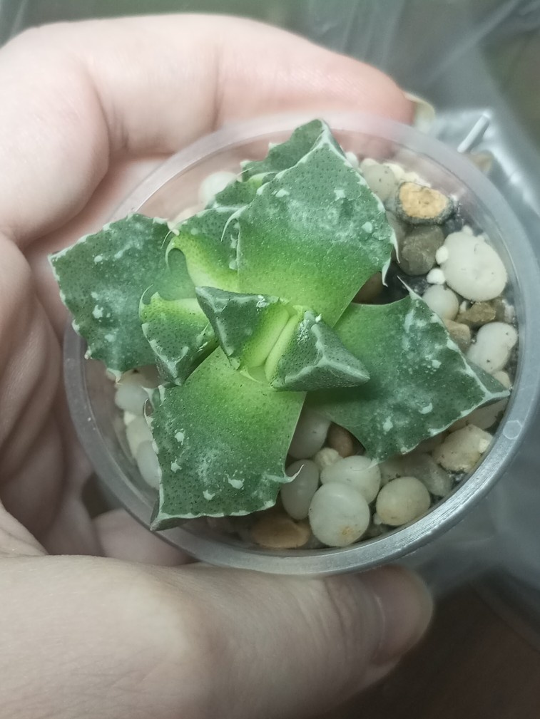 Фаукария тигрина