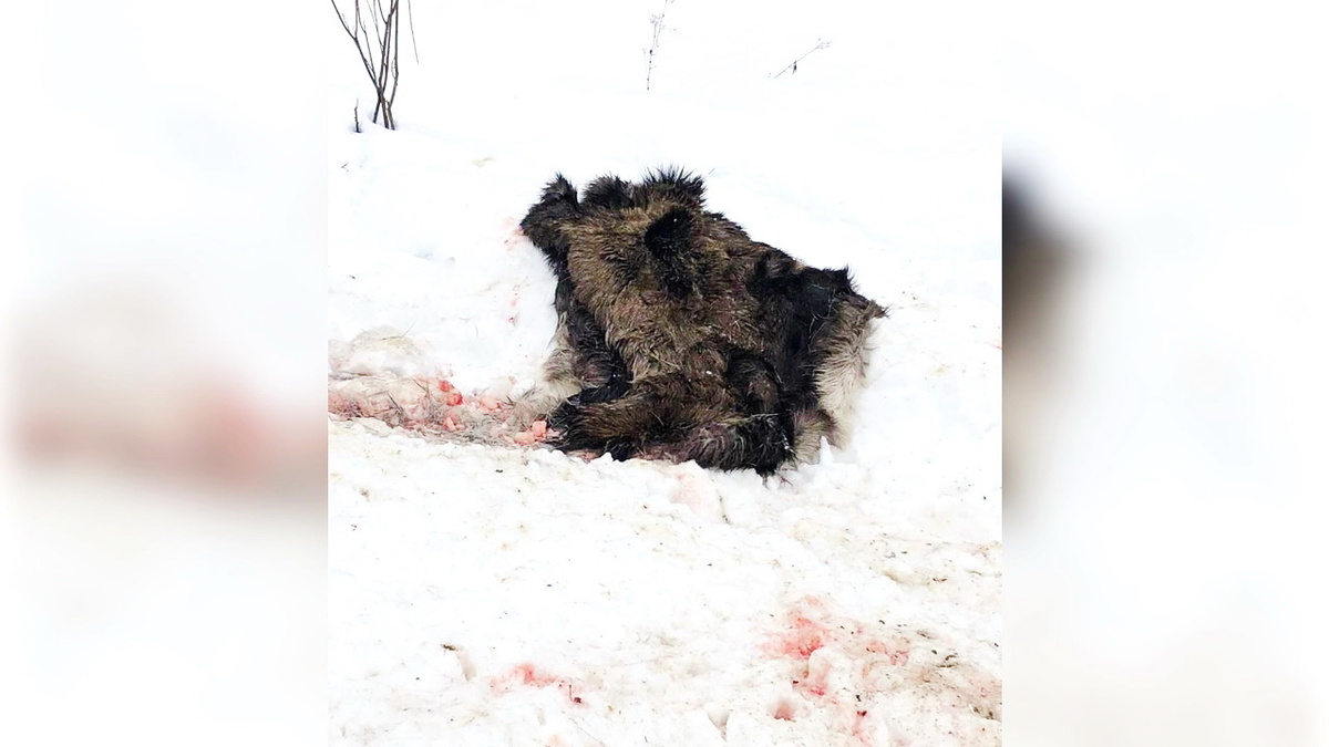    Югорчанин лишился ружья со снегоходом из-за браконьерства