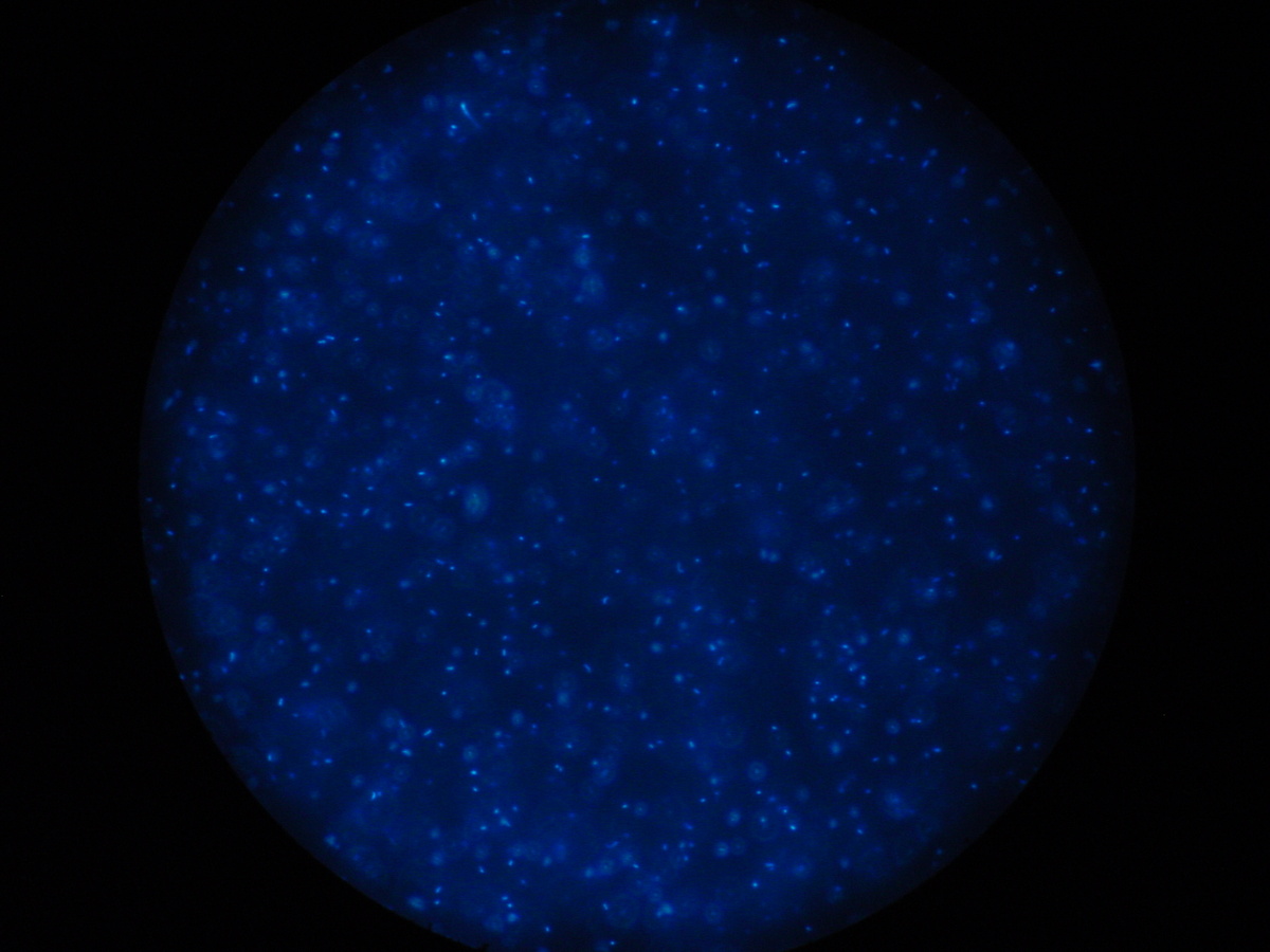 Люминесцентный режим микроскопа для подсчета клеток бактерий