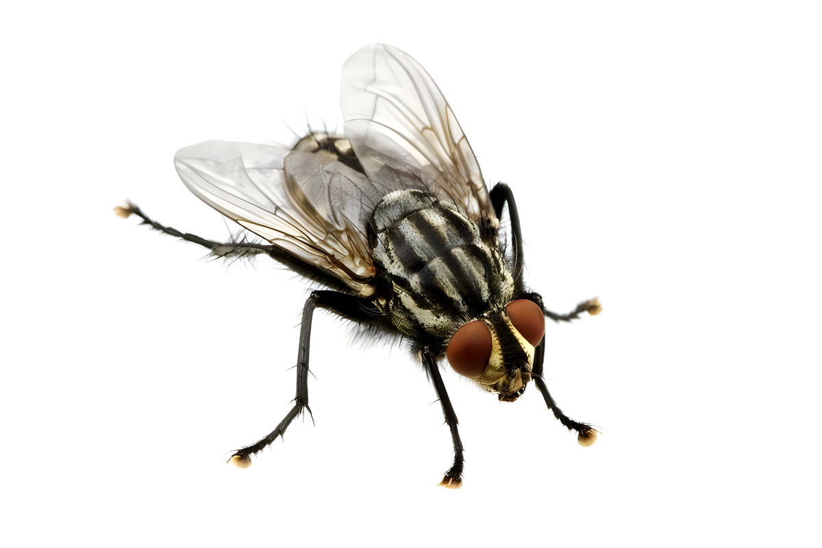 Муха способна держаться на потолке благодаря сочетанию нескольких физиологических особенностей: