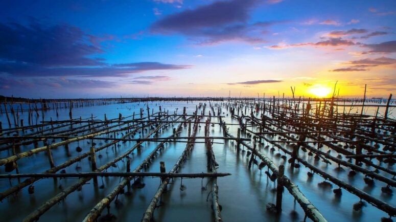    Мидийно-устричные фермы. Фото: kubanmakler.ru