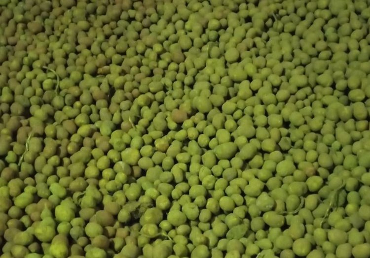    Какие болезни могут быть у семенного картофеля на хранении