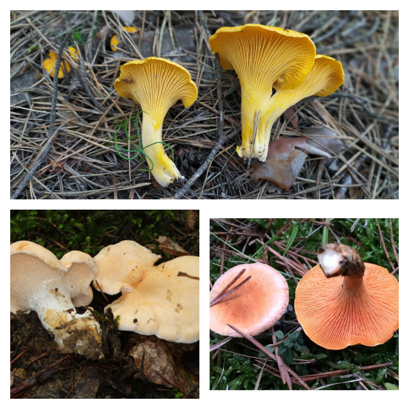 Вверху - лисичка желтая, внизу - ее предполагаемые двойники - ежовик желтый и говорушка оранжевая