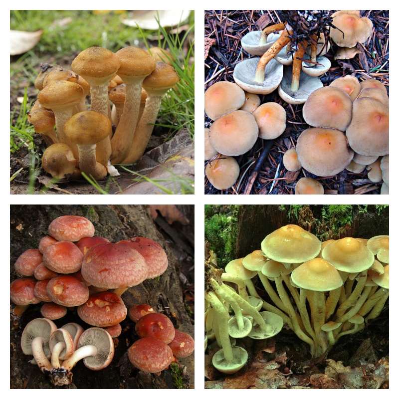 Слева вверху - опенок осенний, справа вверху - опенок серопластинчатый, внизу слева - кирпично -красный, внизу справа - серножелтый, единственный ядовитый из всей компании.