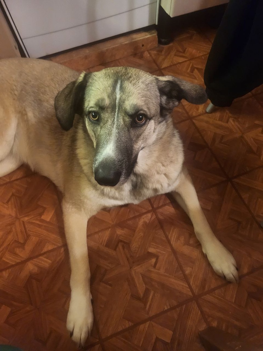 Не делала фото местных собак, поэтому знакомьтесь с Поньо🙂