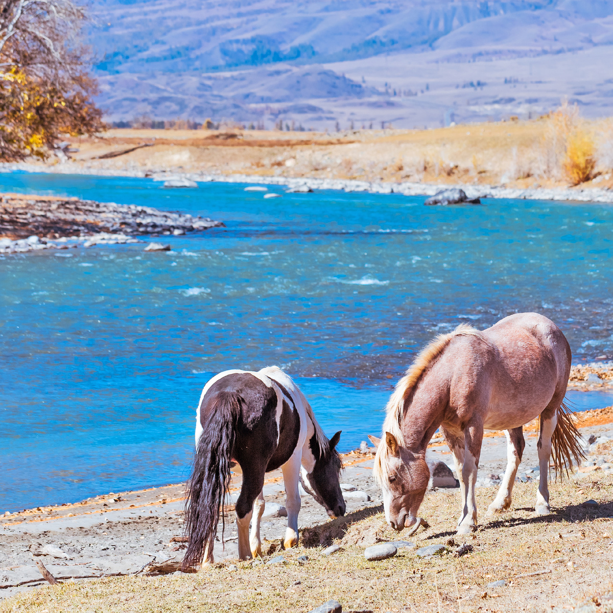 Река Чуя. Кош-Агачский район горный Алтайй