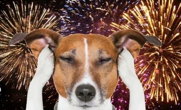 Джек-Рассел в Шоке...