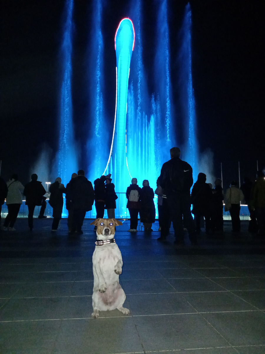 Джек-Рассел Жасмин 🐕 на Шоу Поющих Фантанов!