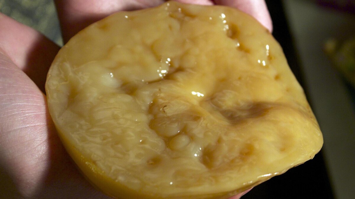 Фото: wikipedia.org/Lukas Chin; CC BY-SA 4.0