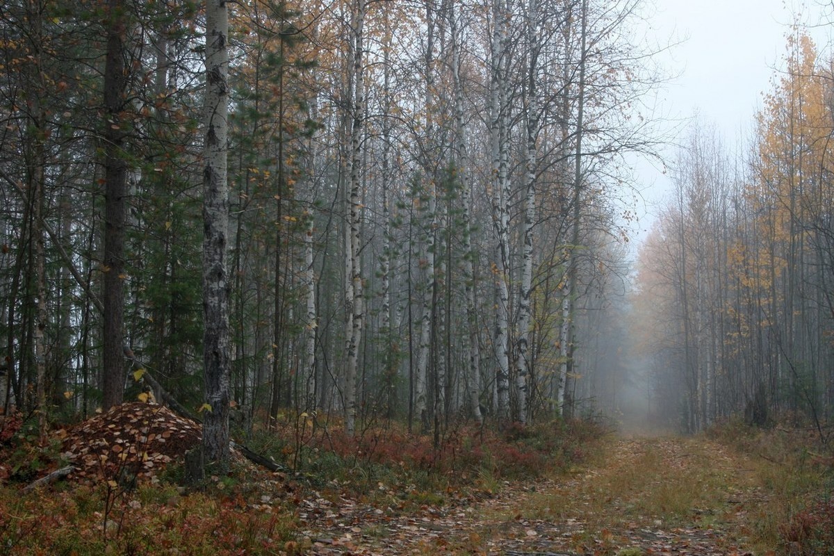 изображение взято из открытых источников в сети Интернет 