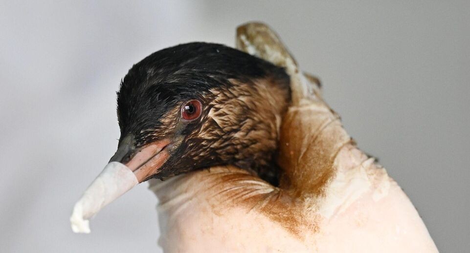    РИА «Новости»