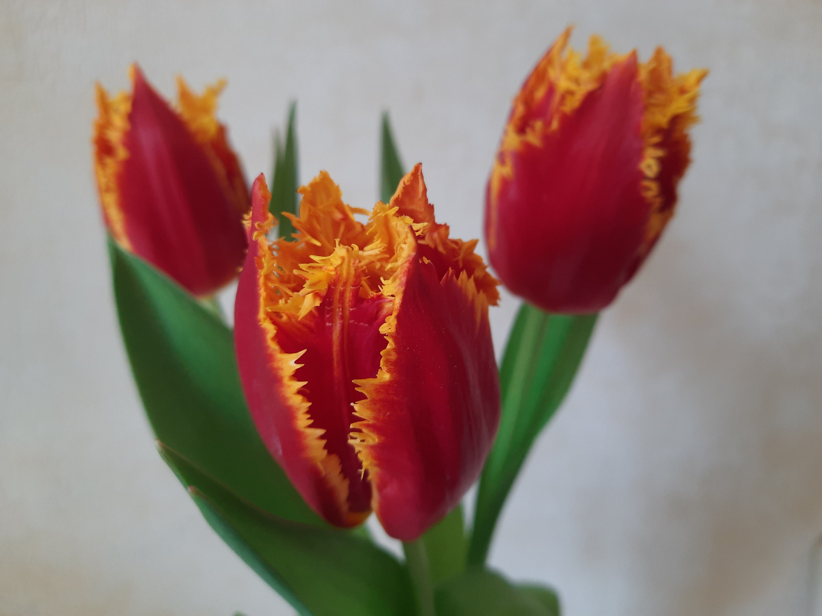 из личных архивов