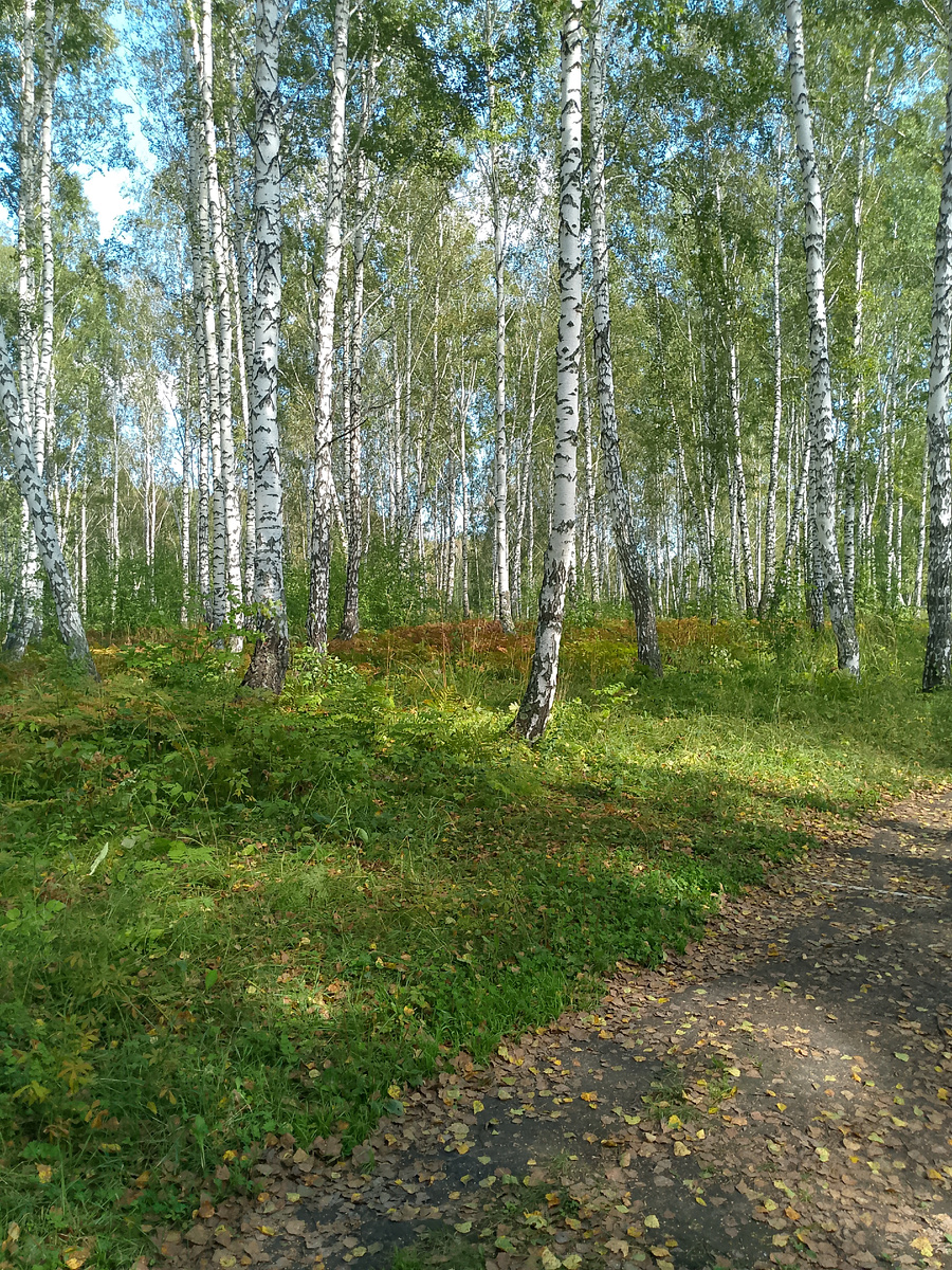 Лесочек возле интерната 