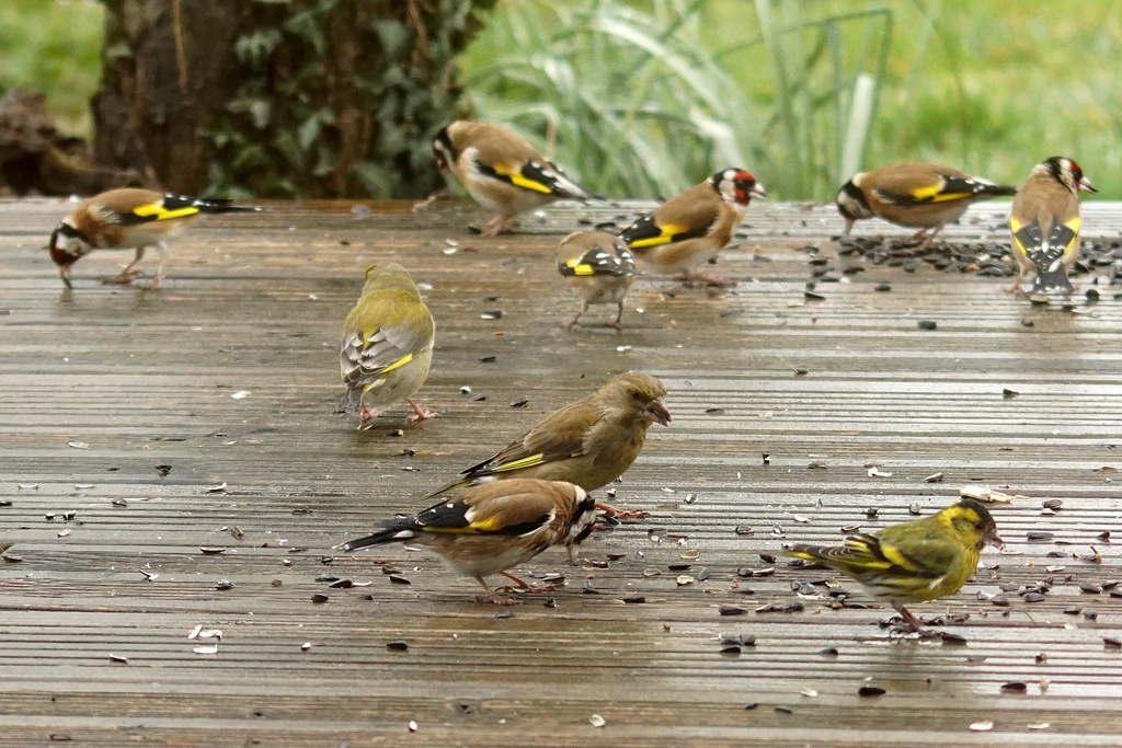Щеглы, чиж и зеленушки на кормушке