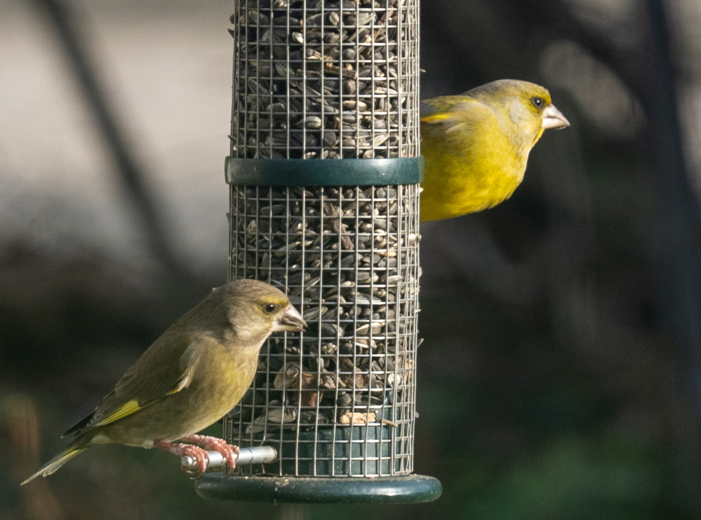 Зеленушки, Германия, фото Ursula0406