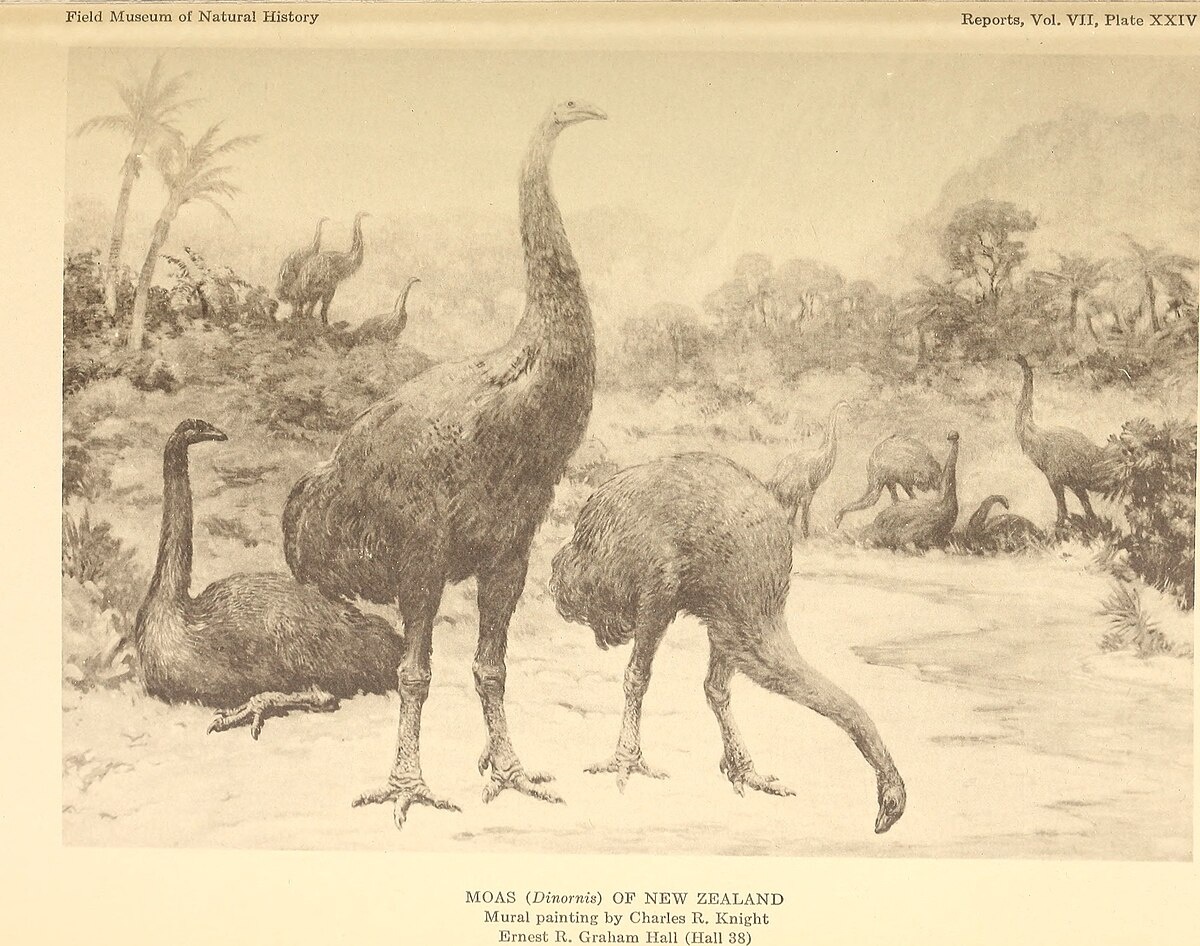 

Моа - любопытные "птички" , жаль что их истребили.

Моа вымерли около 1500 года, их уничтожили аборигены маори. По неподтверждённым свидетельствам, отдельные представители вида Megalapteryx didinus ещё встречались в конце XVIII-начале XIX века