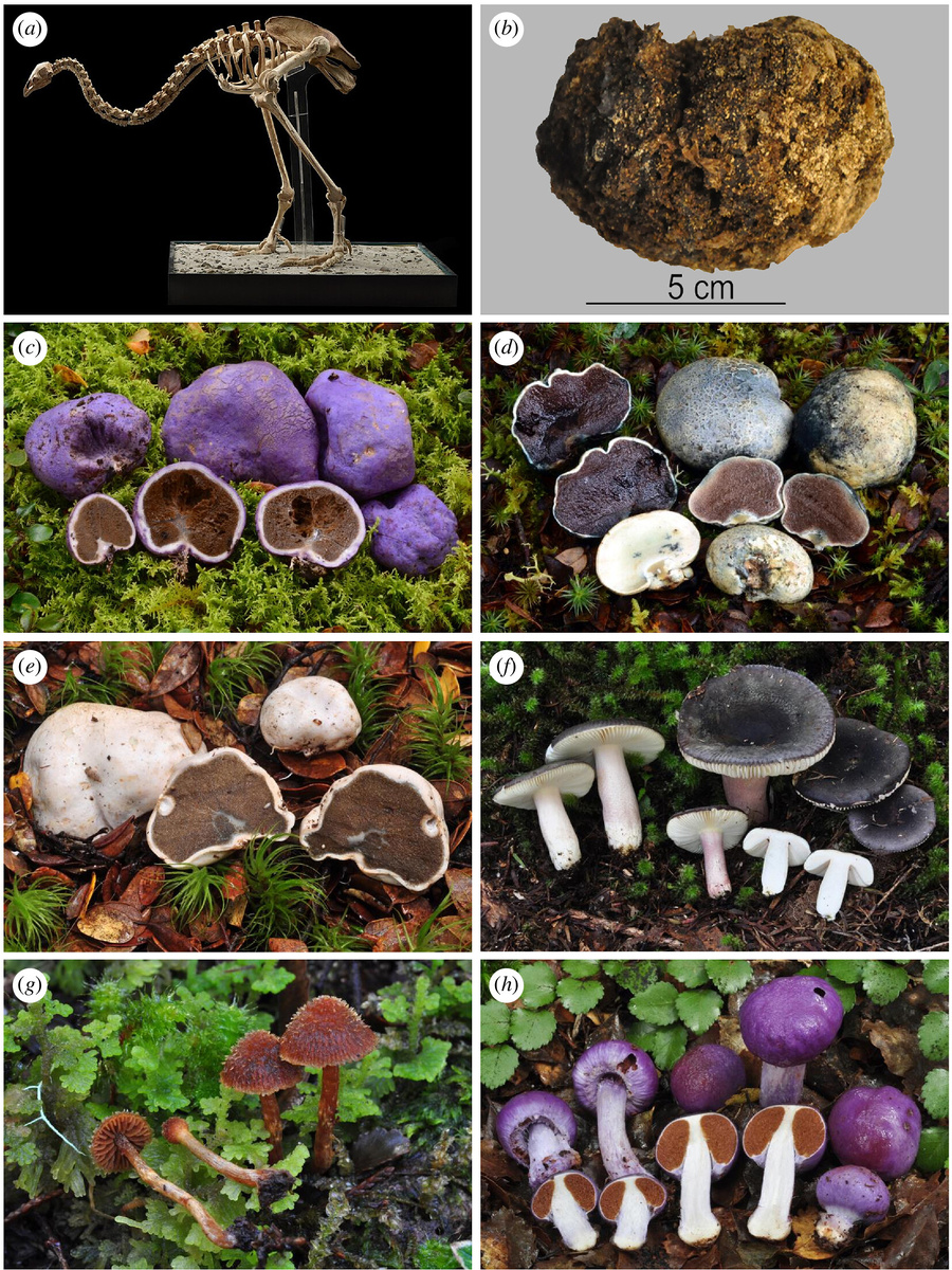 Figure 1. (a) Скелет горного моа (b) HC coprolite X17/11/33, and (c–h) примеры грибов идентичных from aDNA - (c) Gallacea scleroderma*, (d) Gallacea sp. ‘Nelson Lakes’*, (e) Rossbeevera pachydermis*, (f) Russula macrocystidiata*, (g) Cortinarius sp. (h) Cortinarius violaceovolvatus. 