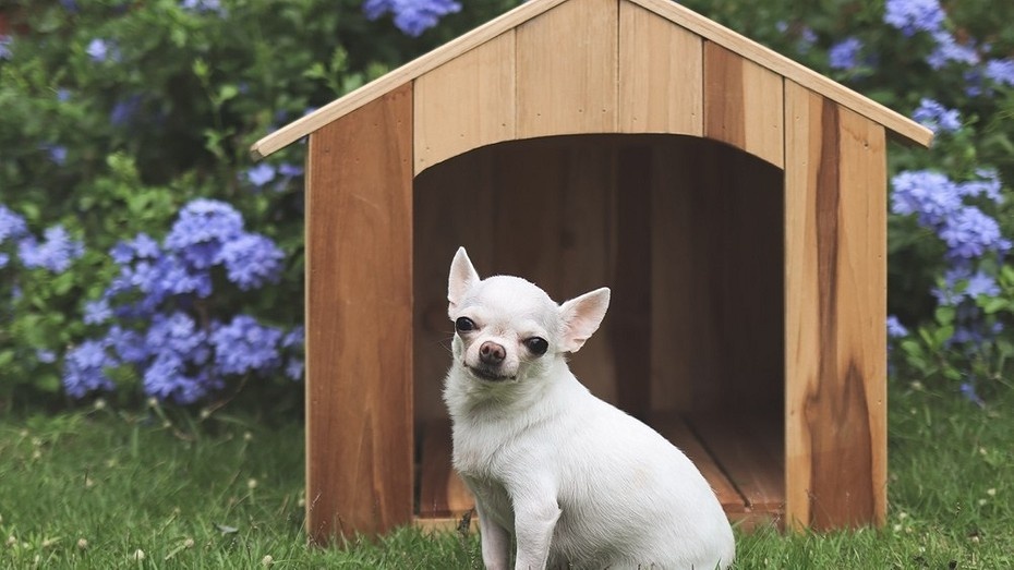 Что постелить собаке в будку: 7 вариантов для защиты питомца от холода