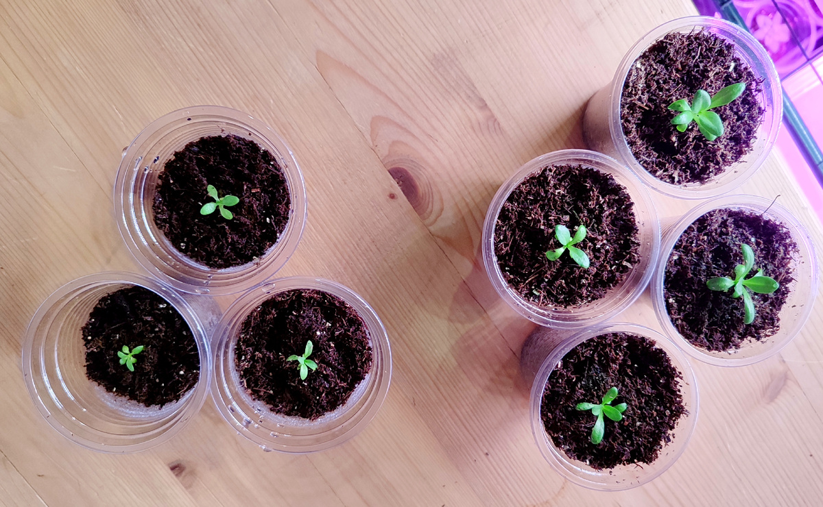 Слева - сеянцы, которые остались в пробках (посадка в грунт 14.01.2025), справа - сеянцы пересаженные в грунт 04.01.2025