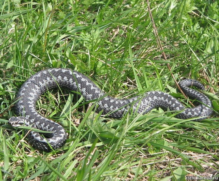 (Vipera berus) фото 1