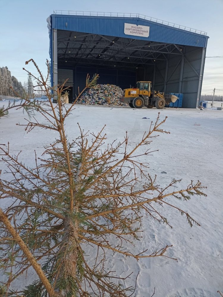    Жителям Пыть-Яха, Пойковского и Нефтеюганска повезло: у них есть куда деть новогоднюю елку