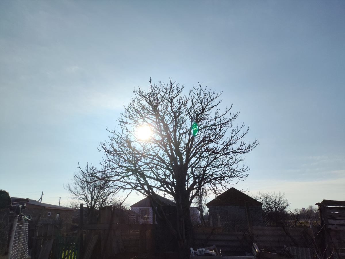 В каштане запуталось