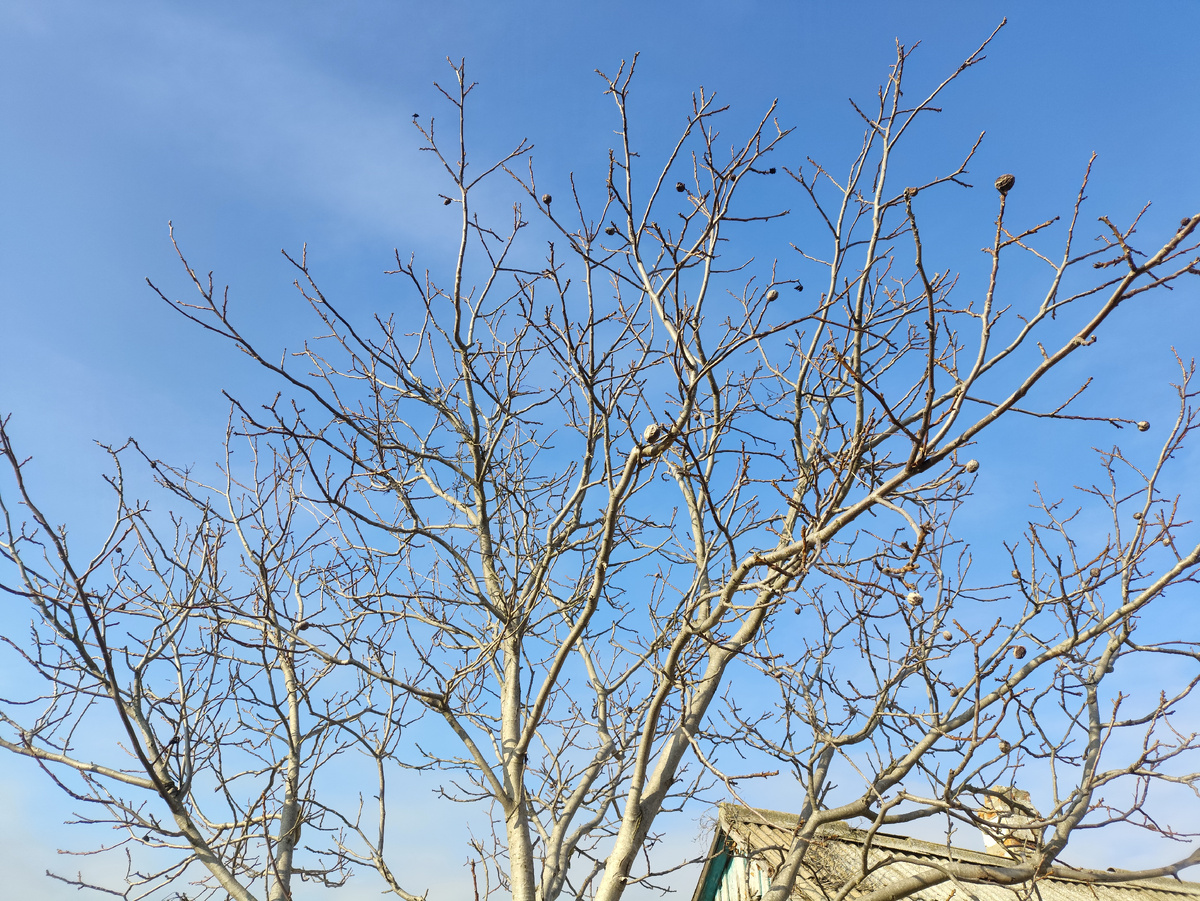 А в орехе поселилось голубое небо...