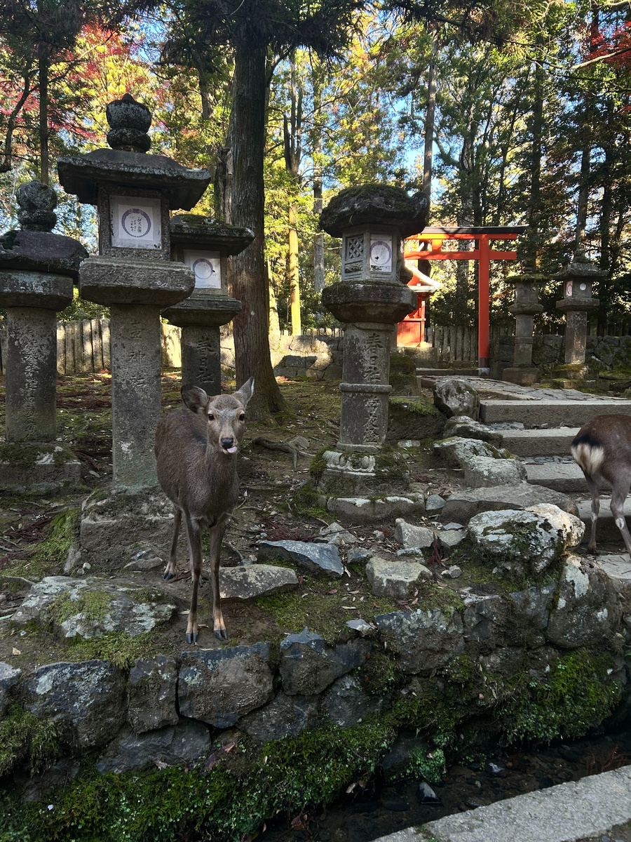 Олени в Парке Нара