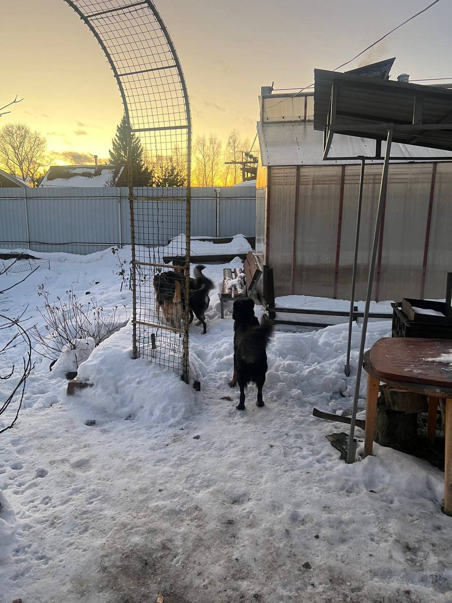 Хвосты, которые ищут дом!