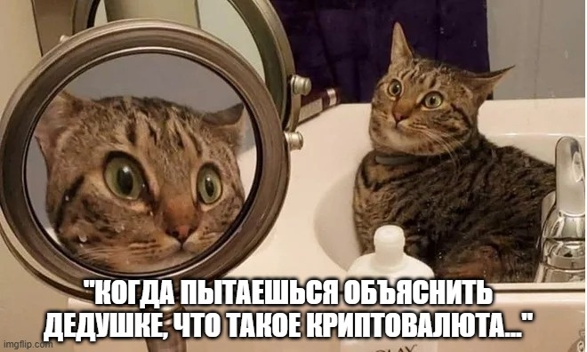 Кот, смотрящий в зеркало