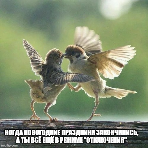 Птички, активно танцующие на ветке