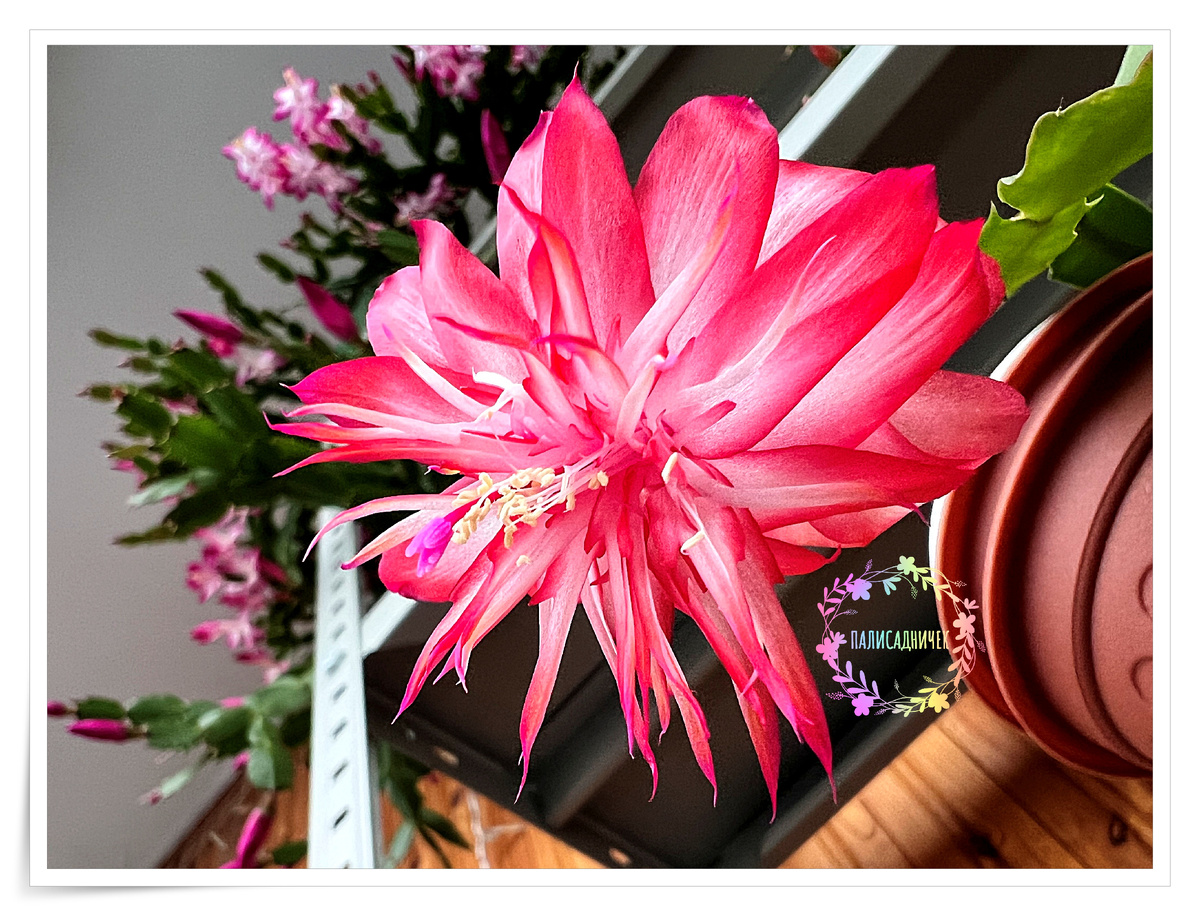 Laranja Dobrada и куча ещё красоты красивейшей на заднем плане.