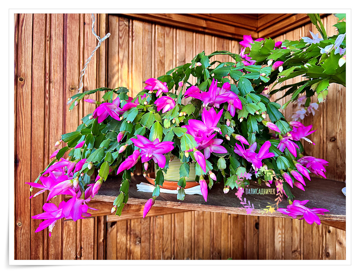 Чтобы было также, сейчас нужно сделать самое простое. Отдохнуть самим и их отдохнуть тоже. Декабрист на фотке самый простой. Розовый. "Бабушкин", иначе говоря.