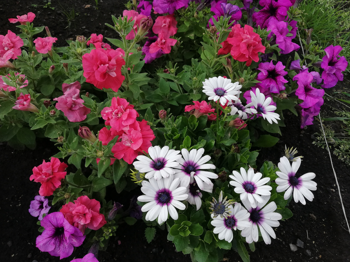 Тут они даже растут вместе