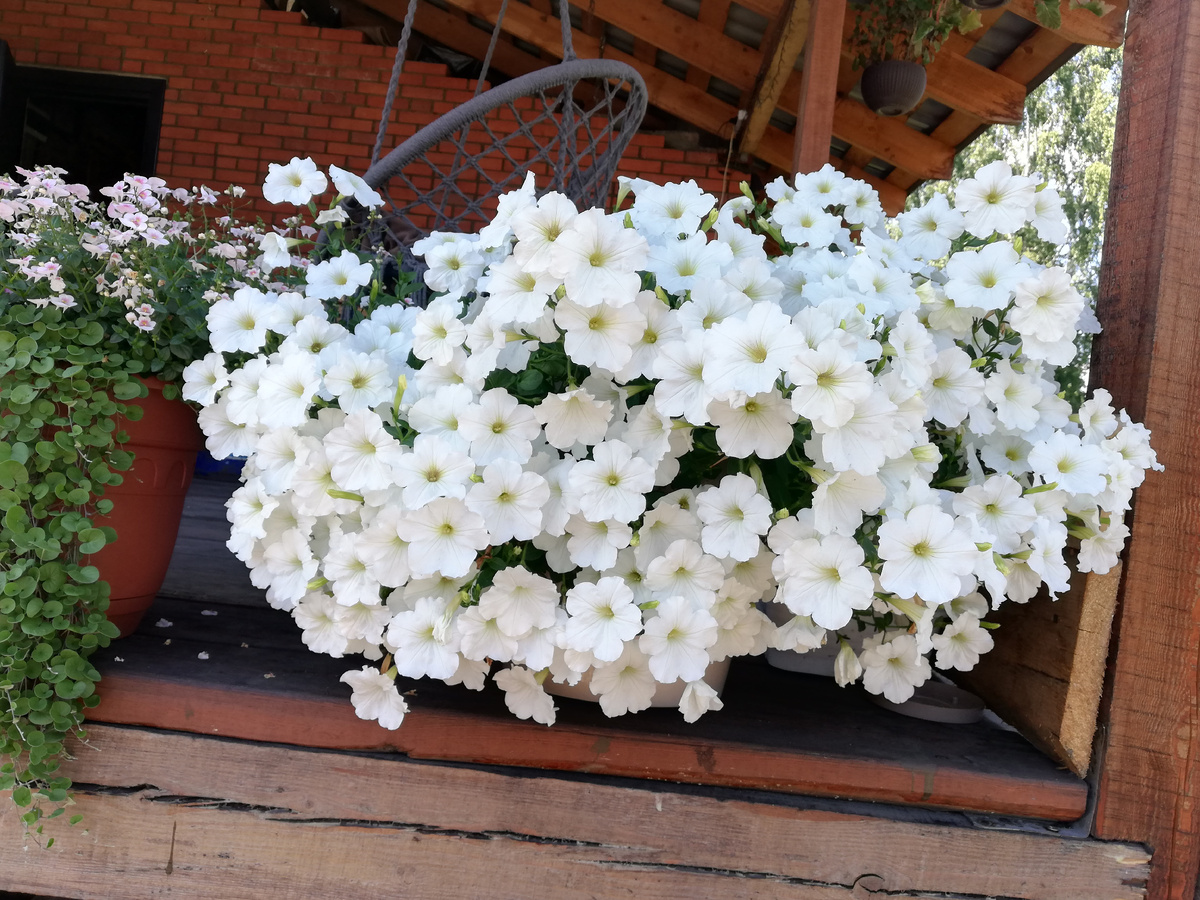 Один куст Оперы в 16 литровом кашпо