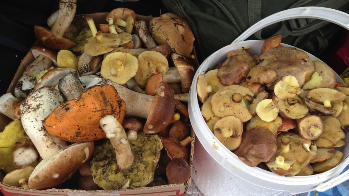 Собственное фото ИА SM-News📷
