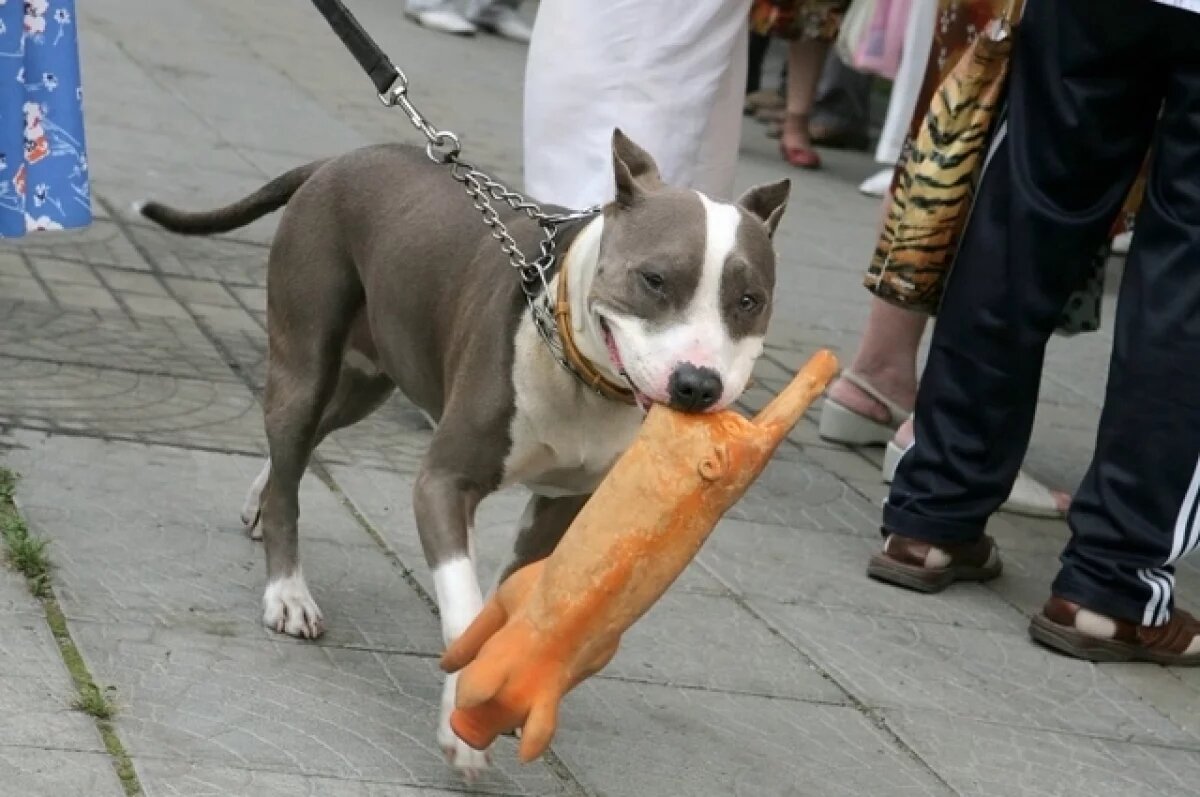    Поводок и намордник обязательны.