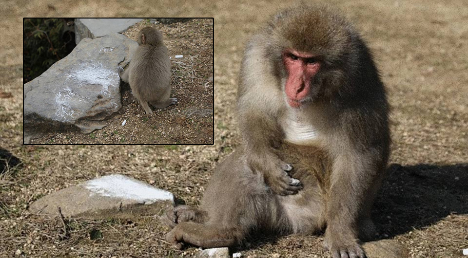   Cédric Sueur / Primates, 2025