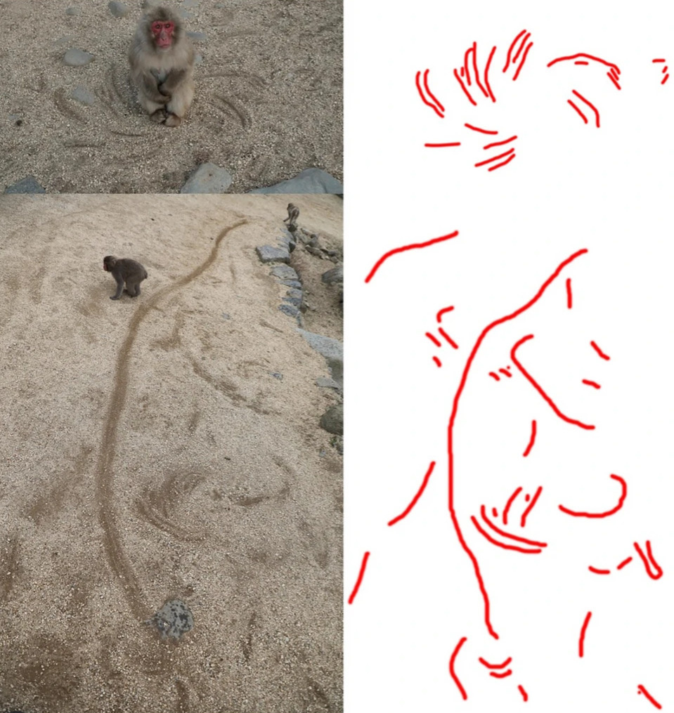   Cédric Sueur / Primates, 2025