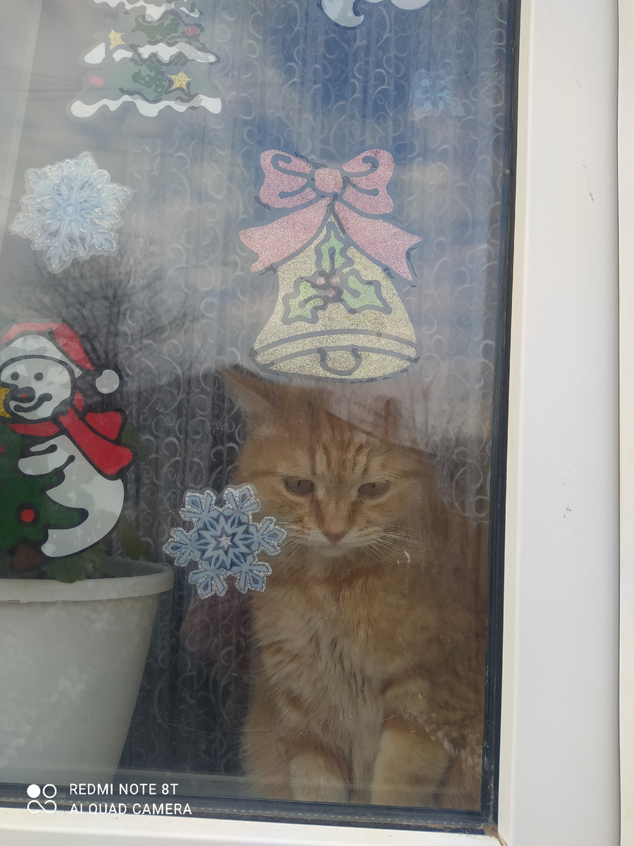 Люблю этого кота❤