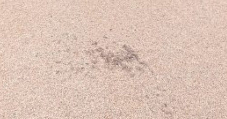    Куда отправится соя с повиликой и пурпурным церкоспорозом