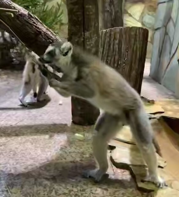    Скриншот видео Ленинградского зоопарка