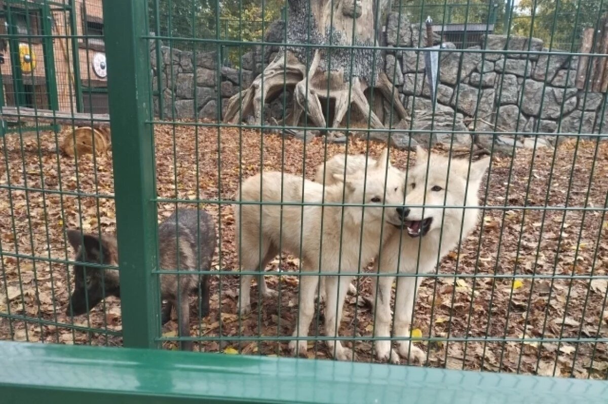    В Воронеже подорожают билеты в зоопарк