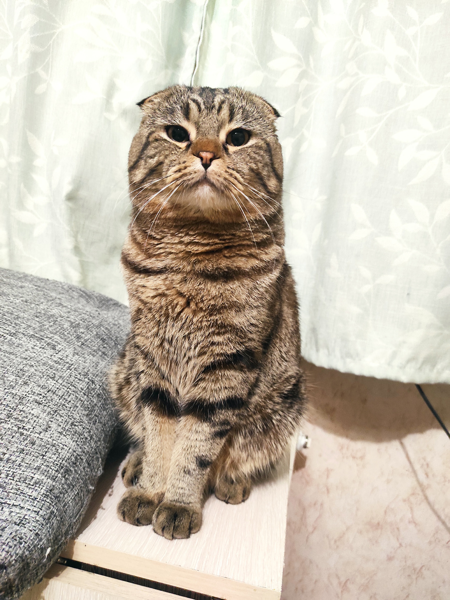 Очень приятно, царь!