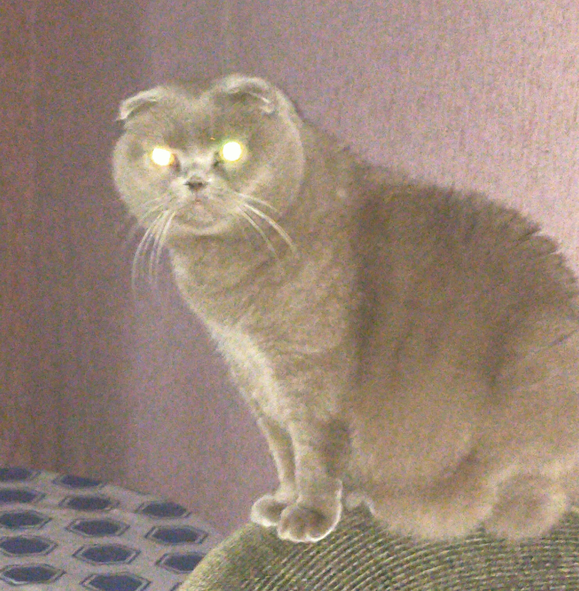 На страже. Глаза светятся в темноте как два фонарика.