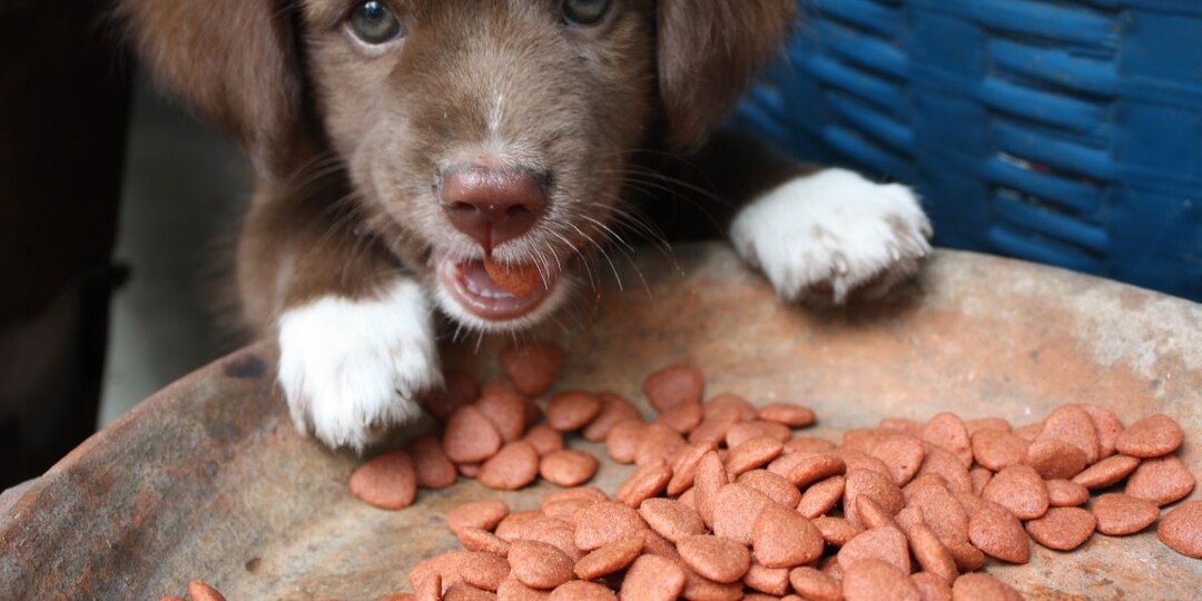 Когда переводить щенка на двухразовое питание: корректировка режима по возрасту