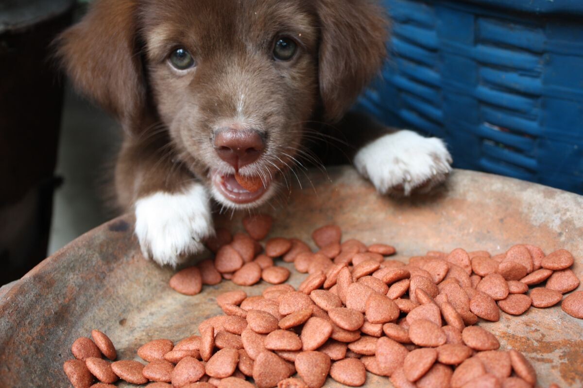 Когда щенка переводить на 2-разовое питание