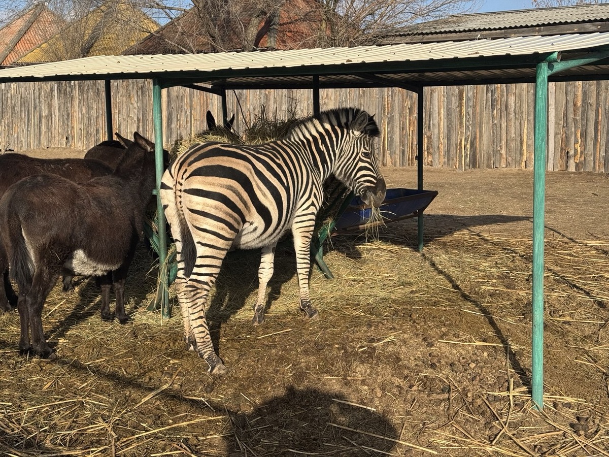 Зебра, Матрос с подругами. Фото из зоопарка "Баба Фрося"