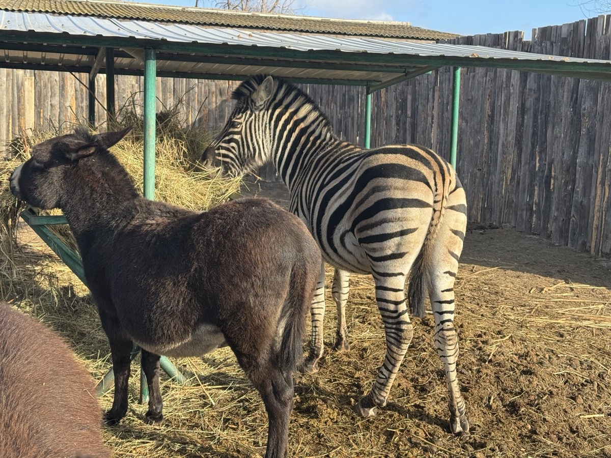 Зебра и ослица за поеданием вкусного сена. фото от зоопарка Баба Фрося.